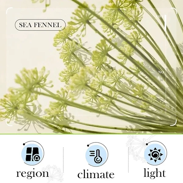 Sea Fennel Facial Care Glowing Skin Improvement Hyaluronic Acid Anti-Aging Nouri