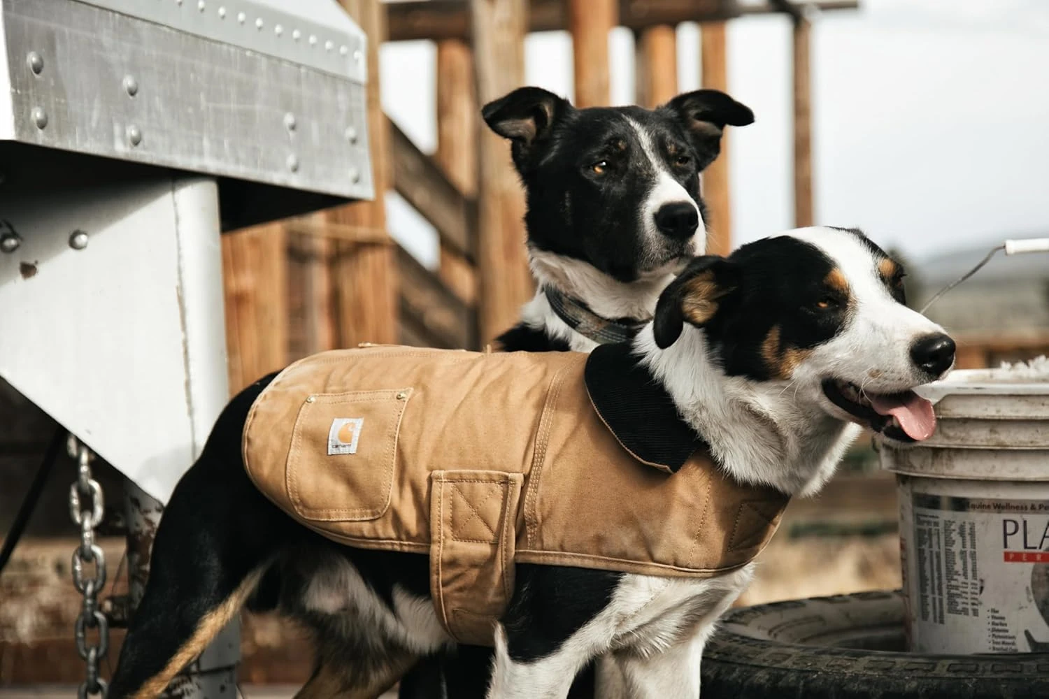 Carhartt Pet Firm Duck Insulated Dog Chore Coat